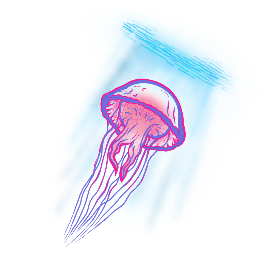 ffq_meduse_espoir_m